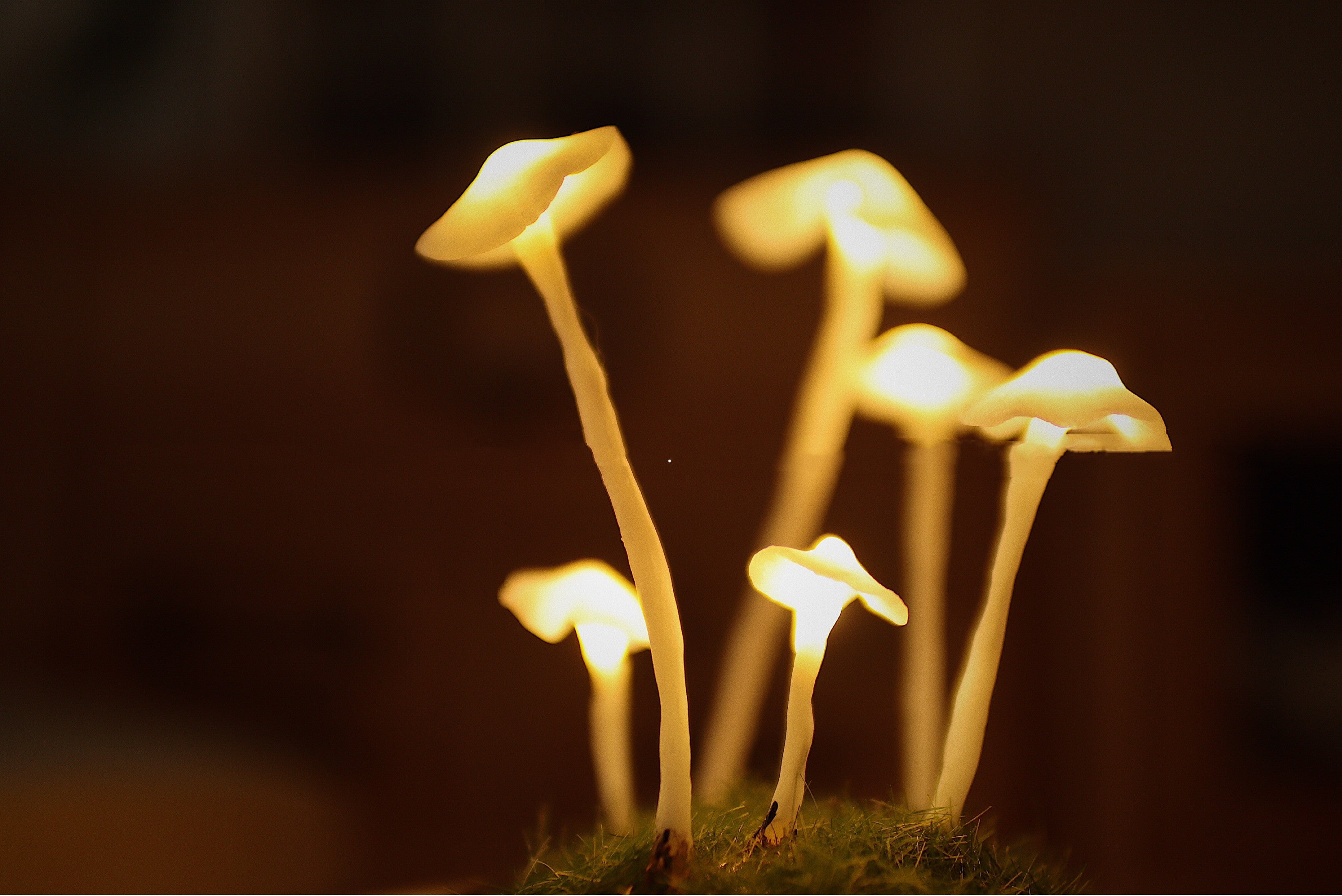 Original Cute Retro Mushroom Night Light